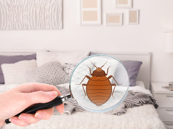 Comment détecter une punaise de lit ?