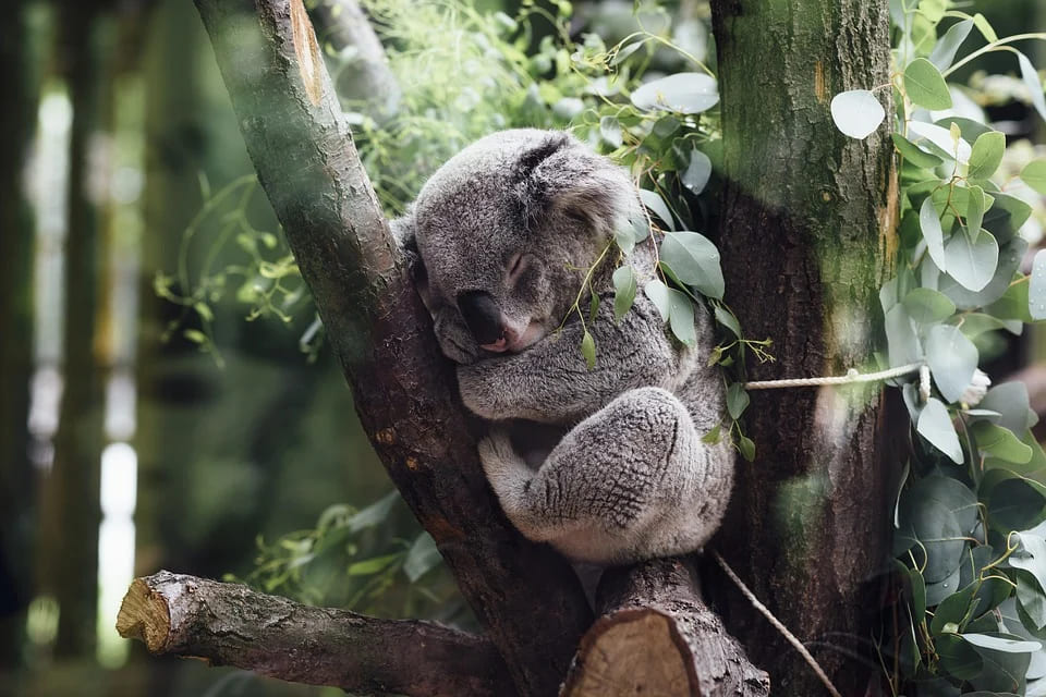 Quels animaux dorment le plus?