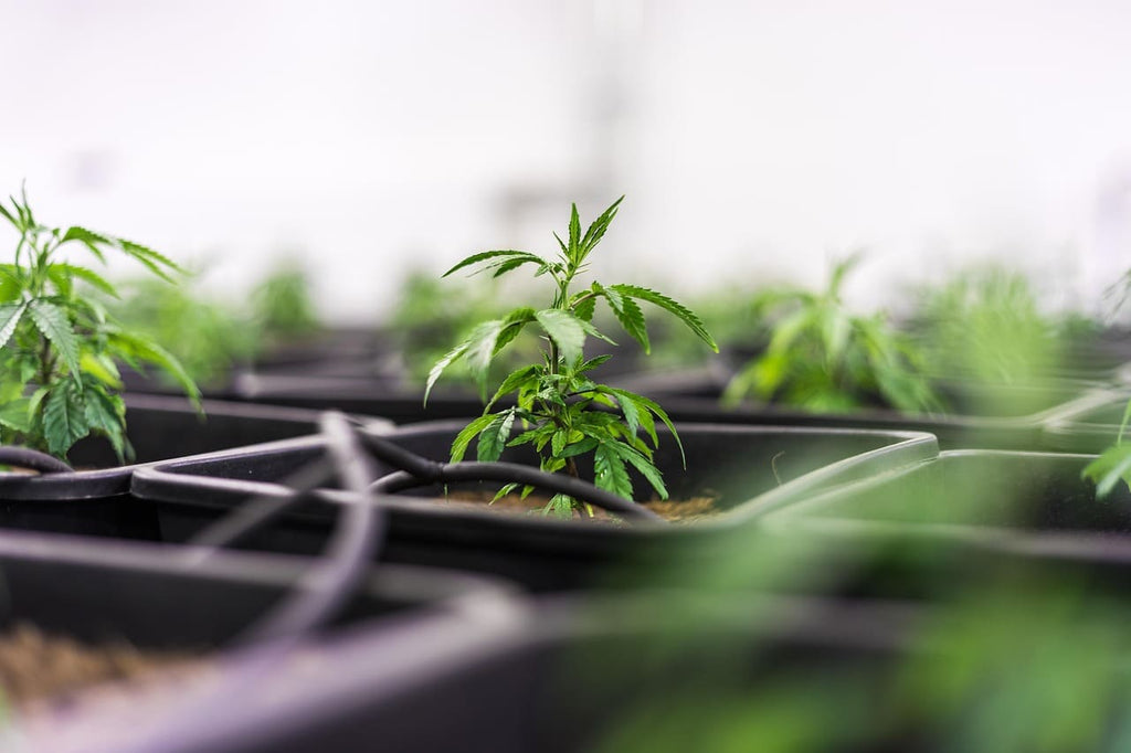 Fleurs de CBD : ce qu’il faut savoir avant d’en acheter en France