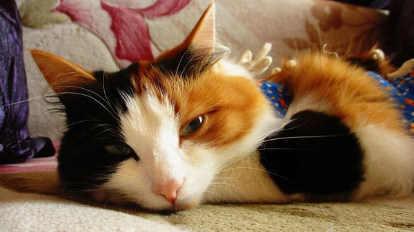 mon chat dort dans mon cou