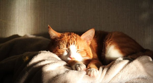 chat qui dort sur mon ventre