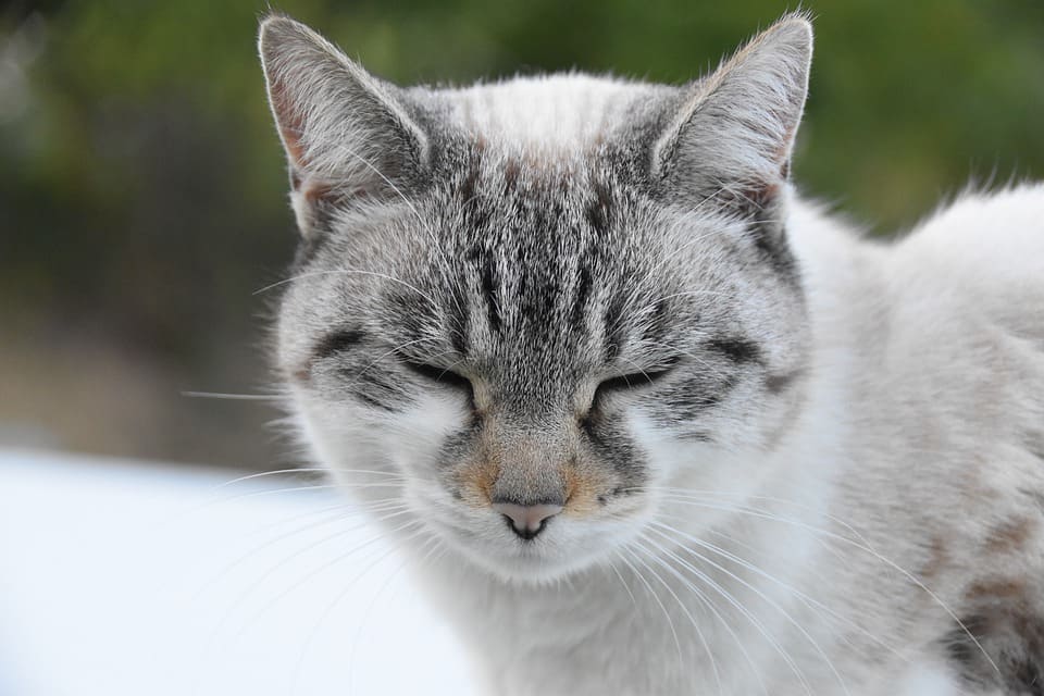 Chat qui dort les yeux ouverts: Quelles causes et est-ce dangereux?