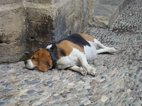 mon chien dort beaucoup