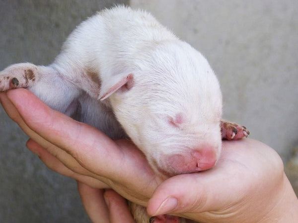 rever de chien