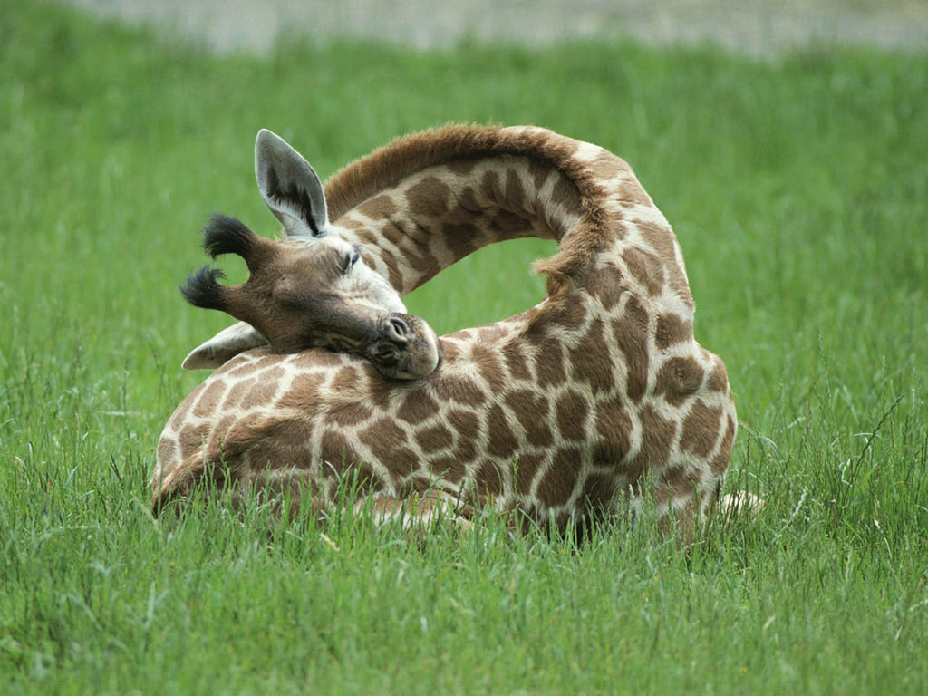 Comment dorment les girafes?