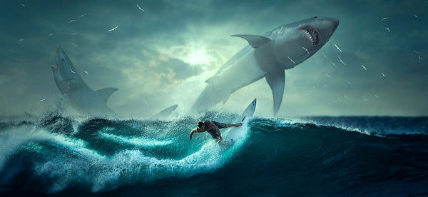 Comment dorment les requins ?