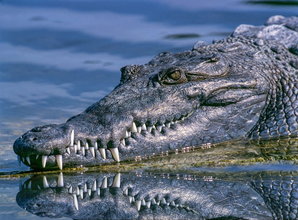 Comment dorment les crocodiles?