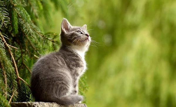 Dormir avec son chat en Islam: Ce qu'il faut savoir