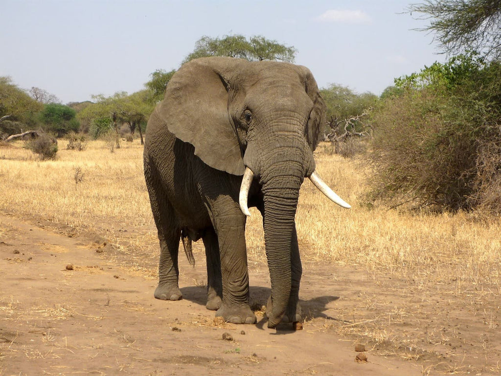 Comment dorment les éléphants ?