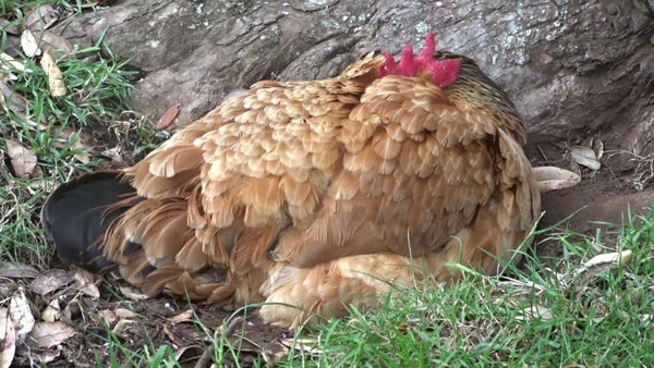 endormir une poule