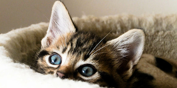  comment endormir un chaton?