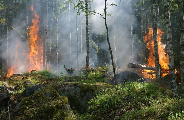 Rêver de forêt en feu : Quelles significations ?