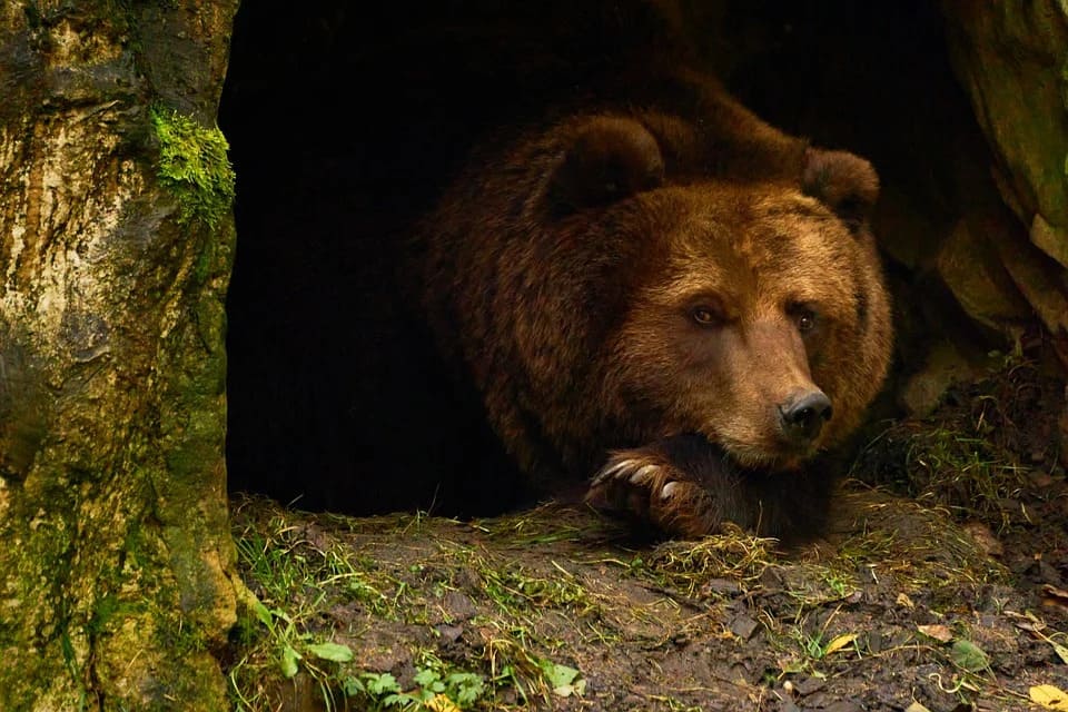 Hibernation de l'ours: Tout ce qu'il faut savoir