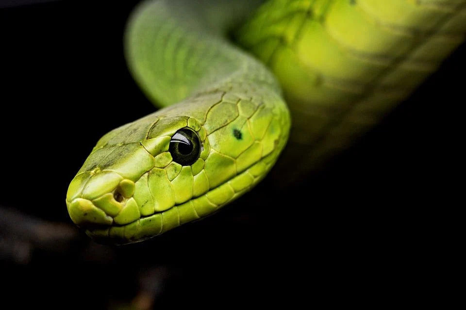 Hibernation du serpent: Ce qu'il faut savoir