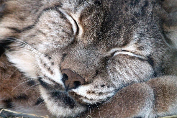 Pourquoi les chats dorment en hauteur?