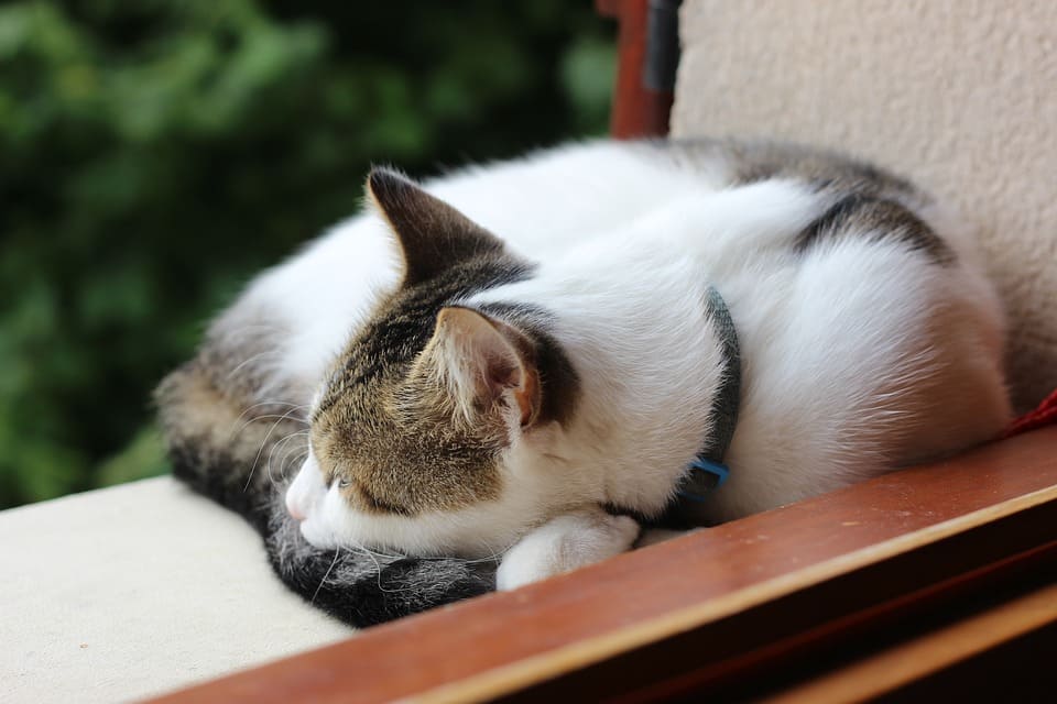 Mon chat ronfle quand il dort: Les causes et leurs solutions