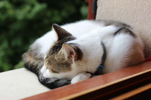 mon chat ronfle quand il dort