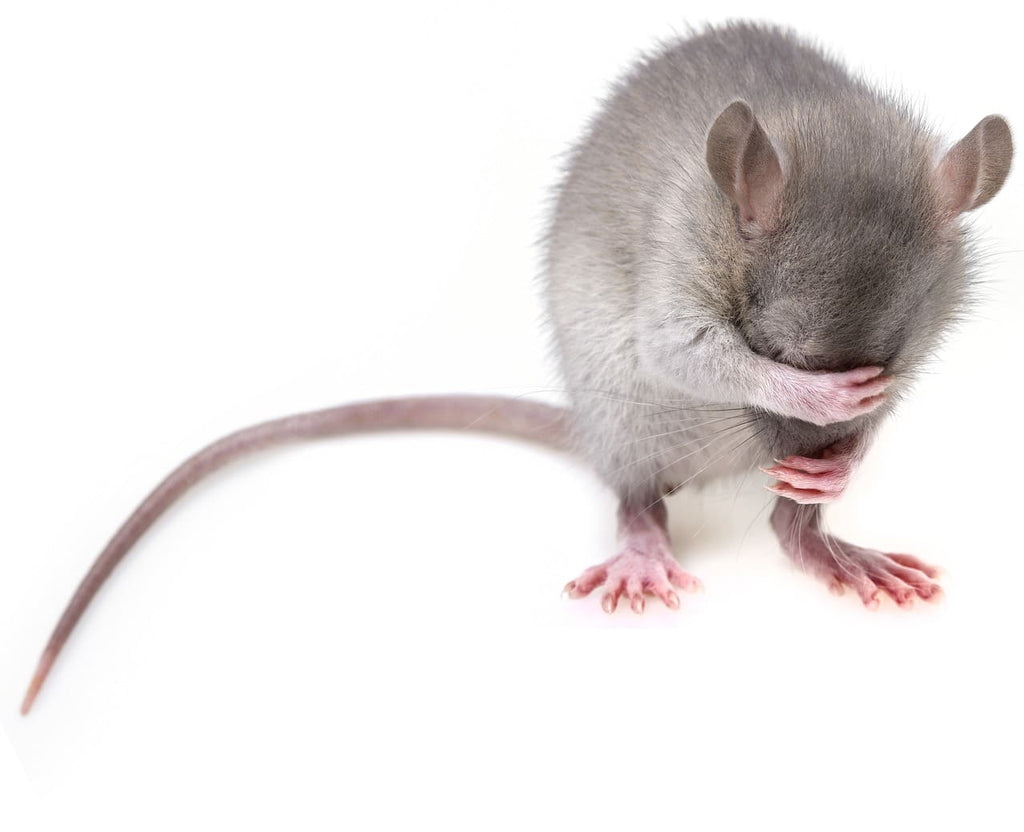 Comment dorment les rats?