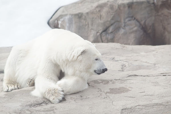 Rêver d’ours blanc : Quelles significations ?