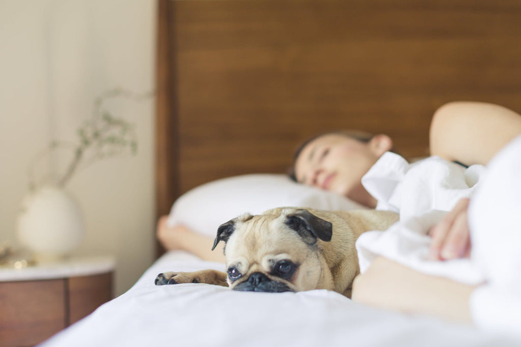 Dormir avec votre chien: Bonne ou mauvaise idée?