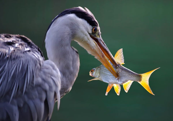 Rêver de poisson hors de l'eau: Quelles significations?