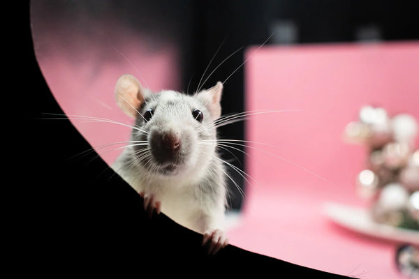Rêver de se faire mordre par un rat: Quelles significations?