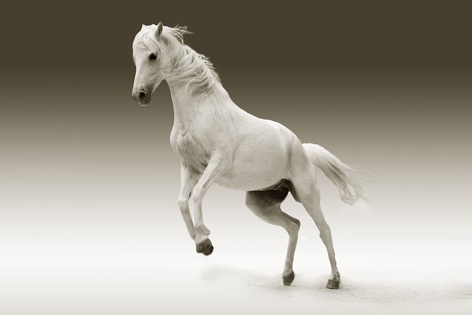 Rêver d'un cheval blanc: Quelles significations?