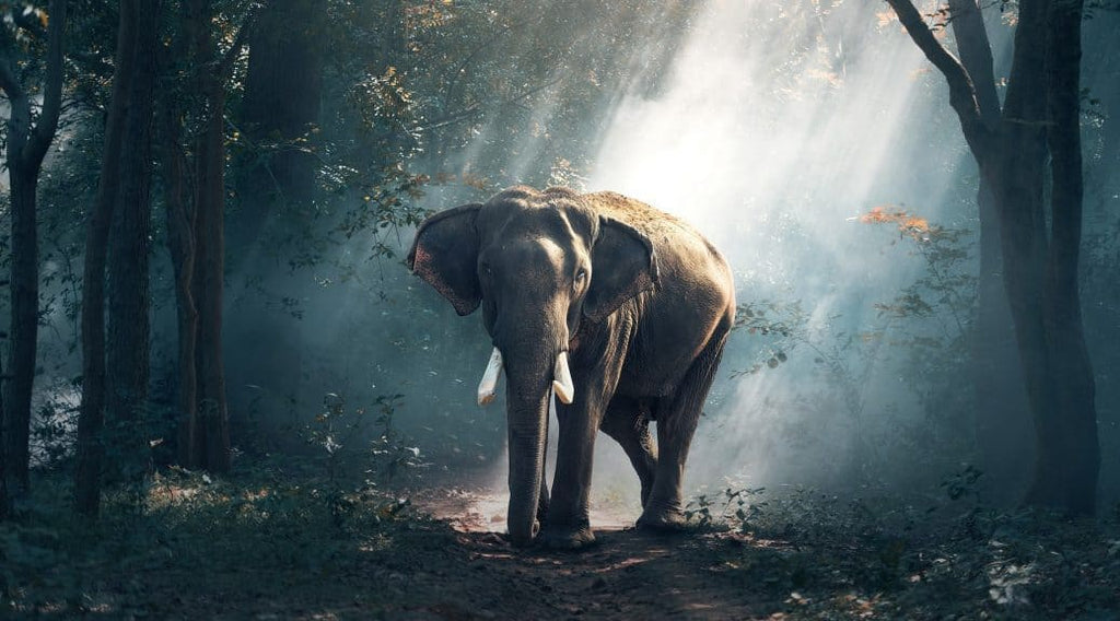 Rêver d’éléphant : Quelle signification ?