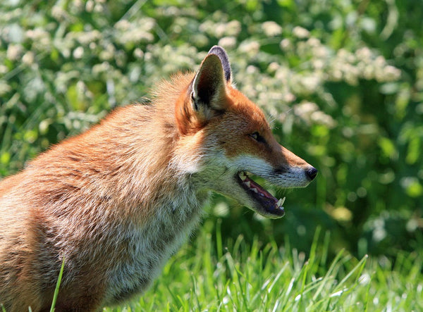 Rêver de renard: Quelle signification?