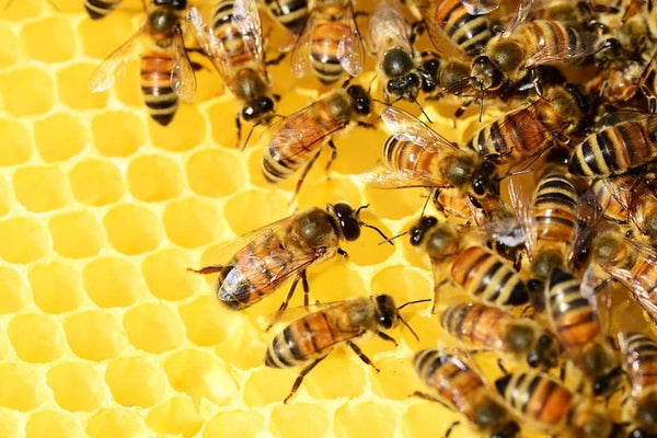 Rêver d'abeille: Quelles significations?