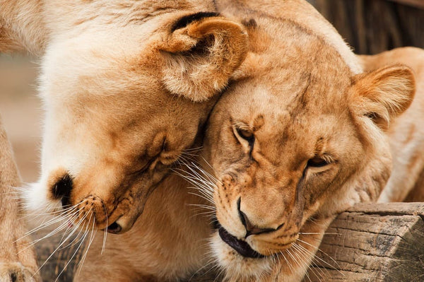 Rêver d'animaux sauvages: Quelles significations?