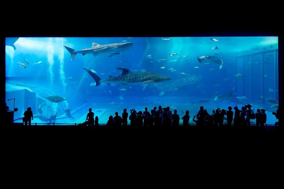 Rêver d'Aquarium: Quelles significations?