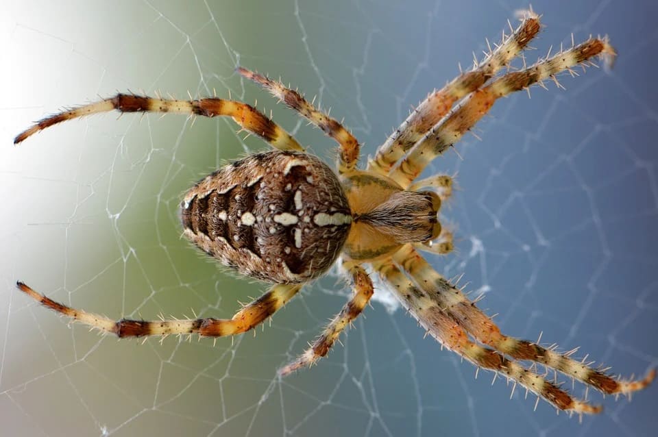 Rêver d'une grosse araignée: Quelles significations?