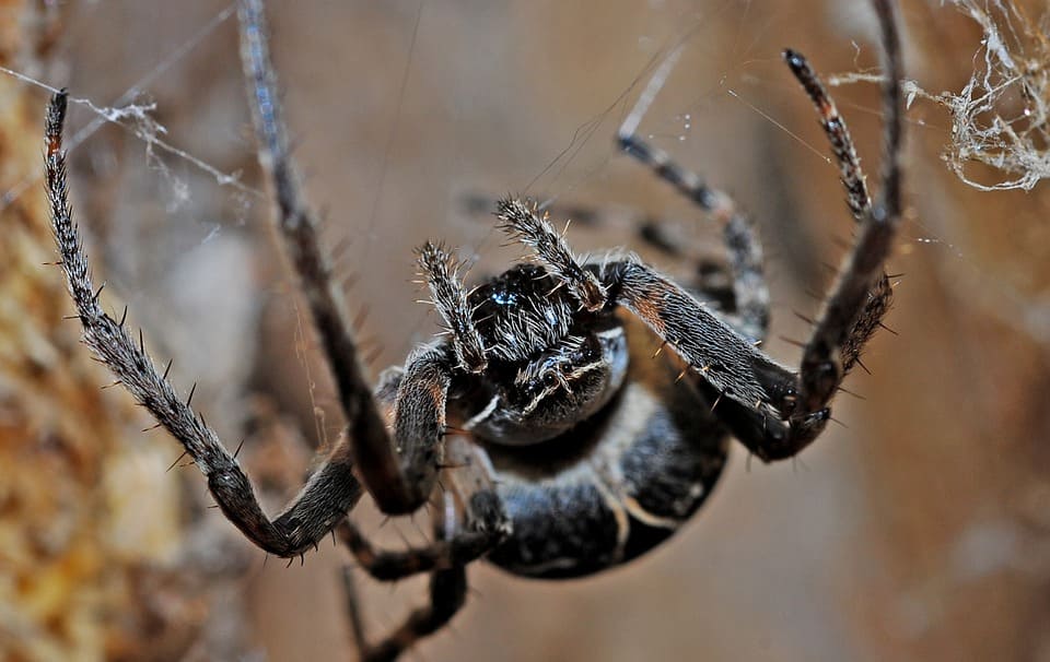 Rêver d'une araignée noire: Quelles significations?