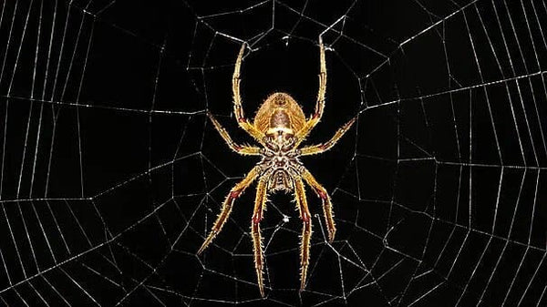 Rêver d'araignée: Quelles significations?