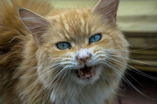 Rêver de se faire attaquer par un chat: Quelles significations?