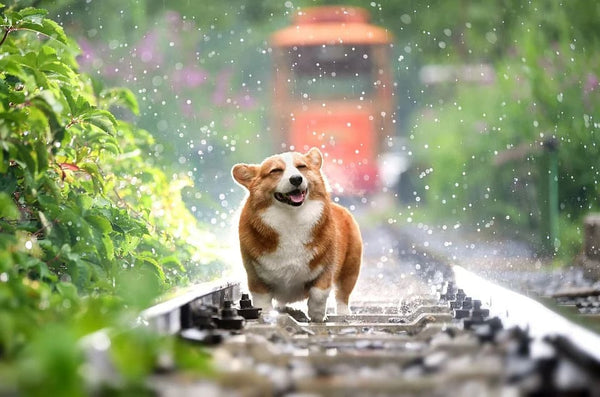 Rêver de se faire attaquer par un chien: Quelles significations?