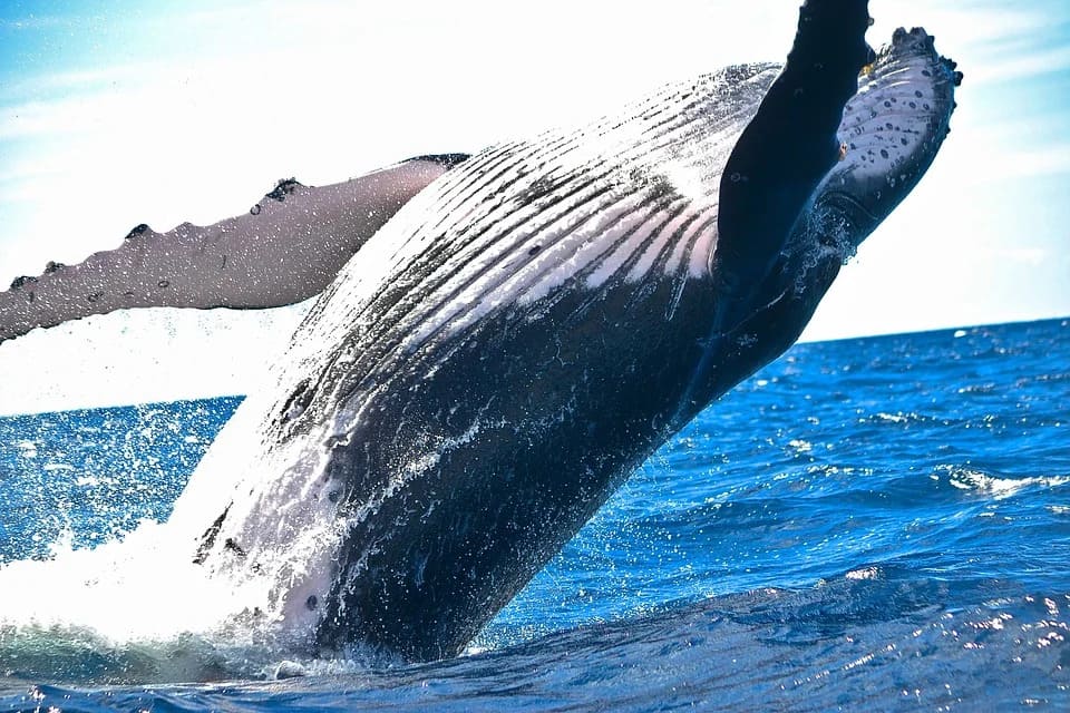 Rêver de baleine: Quelles significations?
