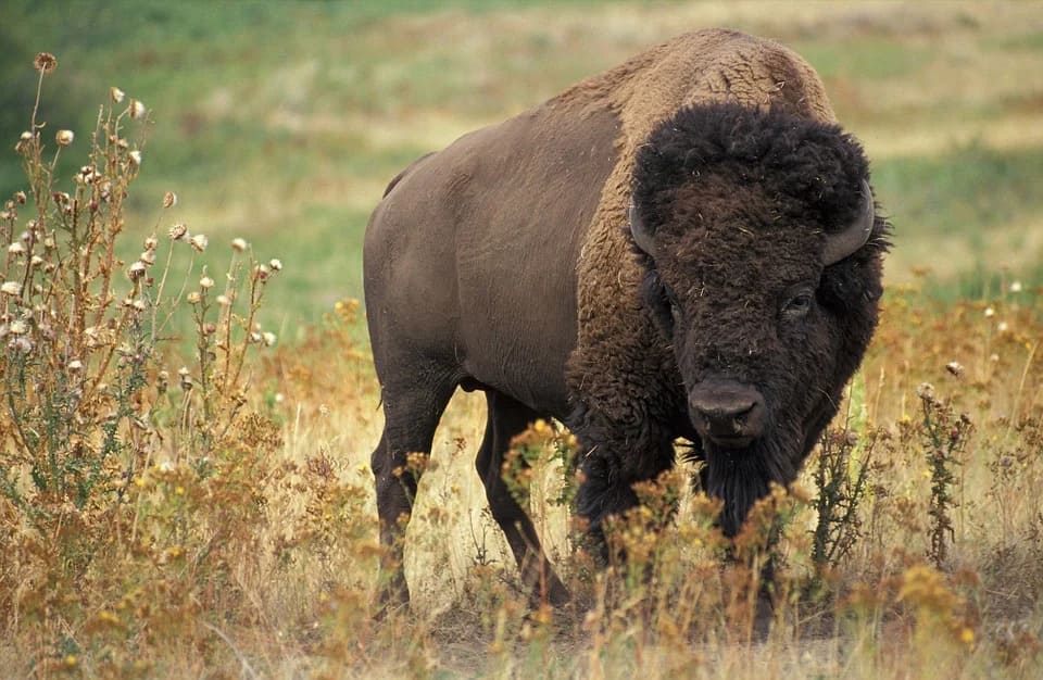 Rêver de bison: Quelles significations?