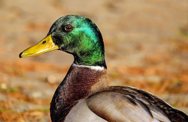Rêver de canard: Quelle signification?