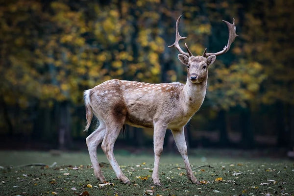 Rêver de cerf: Quelles significations?