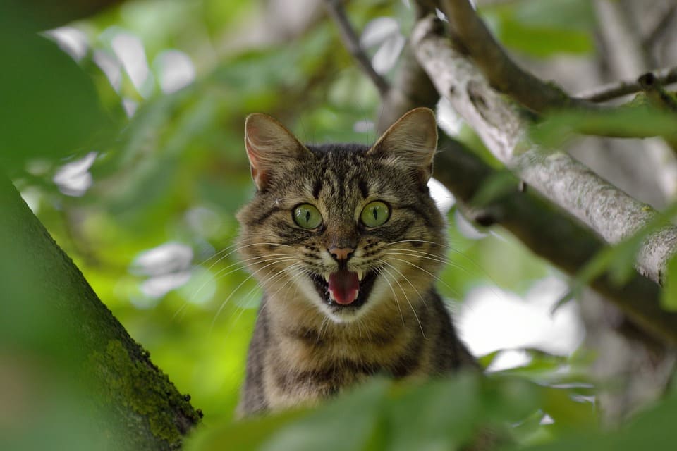 Rêver de chat agressif: Quelles significations?