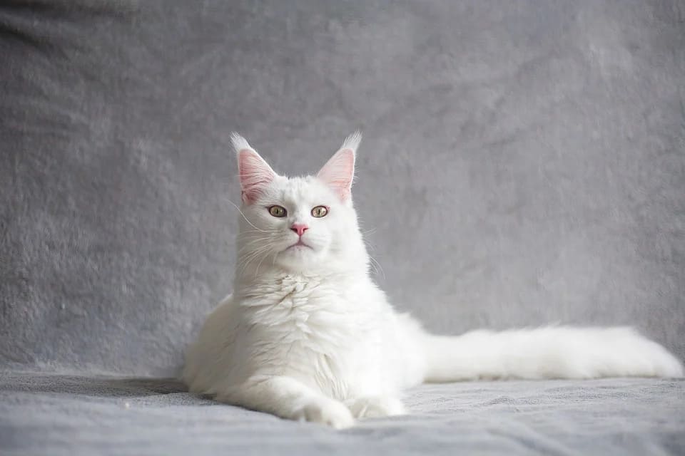 Rêver de chats blancs: Quelles significations?