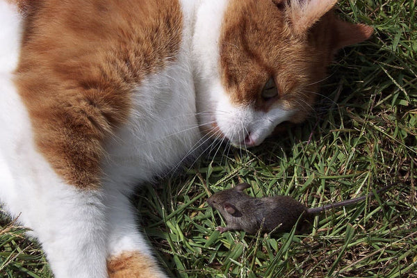 Rêver de chat mort: Quelles significations?