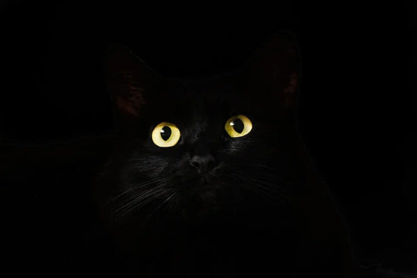 Rêver de chat noir: Quelles significations?