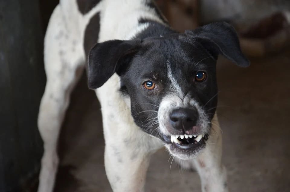 Rêver de chien agressif: Quelles significations?