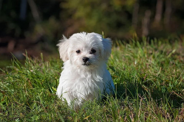 Rêver de chien blanc: Quelles significations?