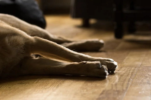 Rêver de son chien mort: Quelles significations?
