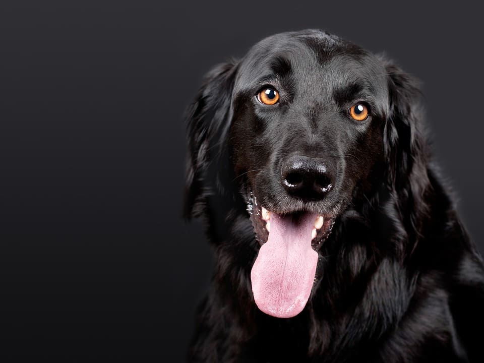 Rêver de chien noir: Quelles significations?