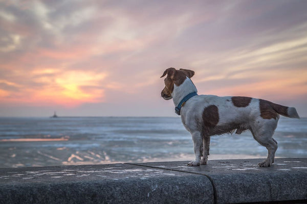 Rêver de perdre son chien: Quelles significations?